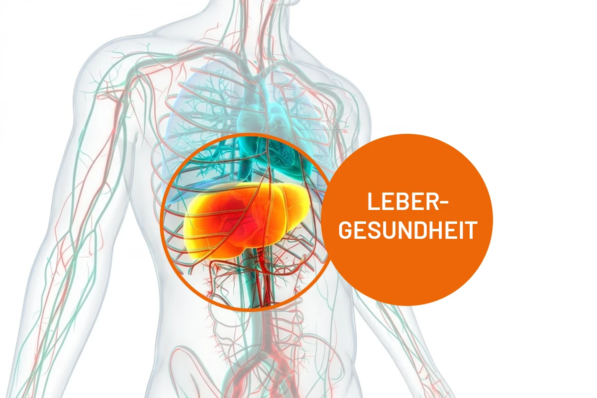 Fettleber - und jetzt? Fördern Sie Ihre Lebergesundheit mit gezieltem Detox und bewusster Nahrungsergänzung